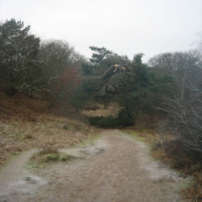 Dunes du Meijendel hiver 2011