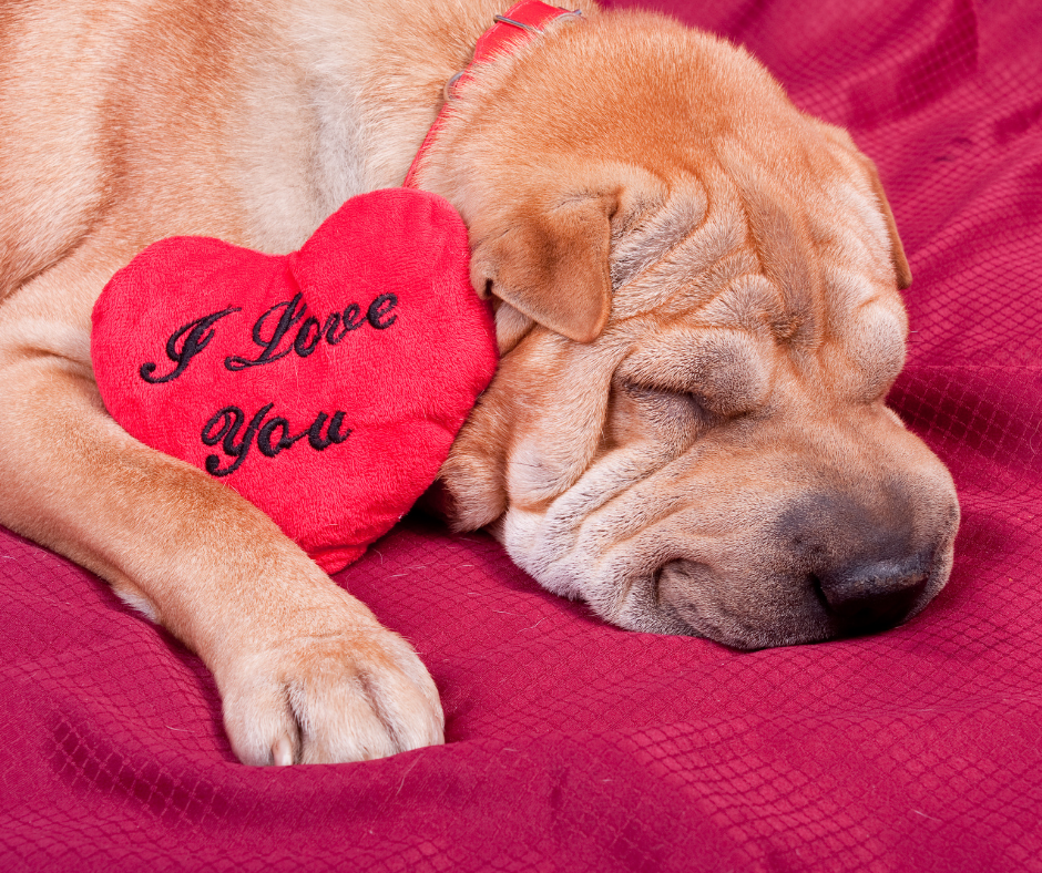 valentine's gifts for dogs