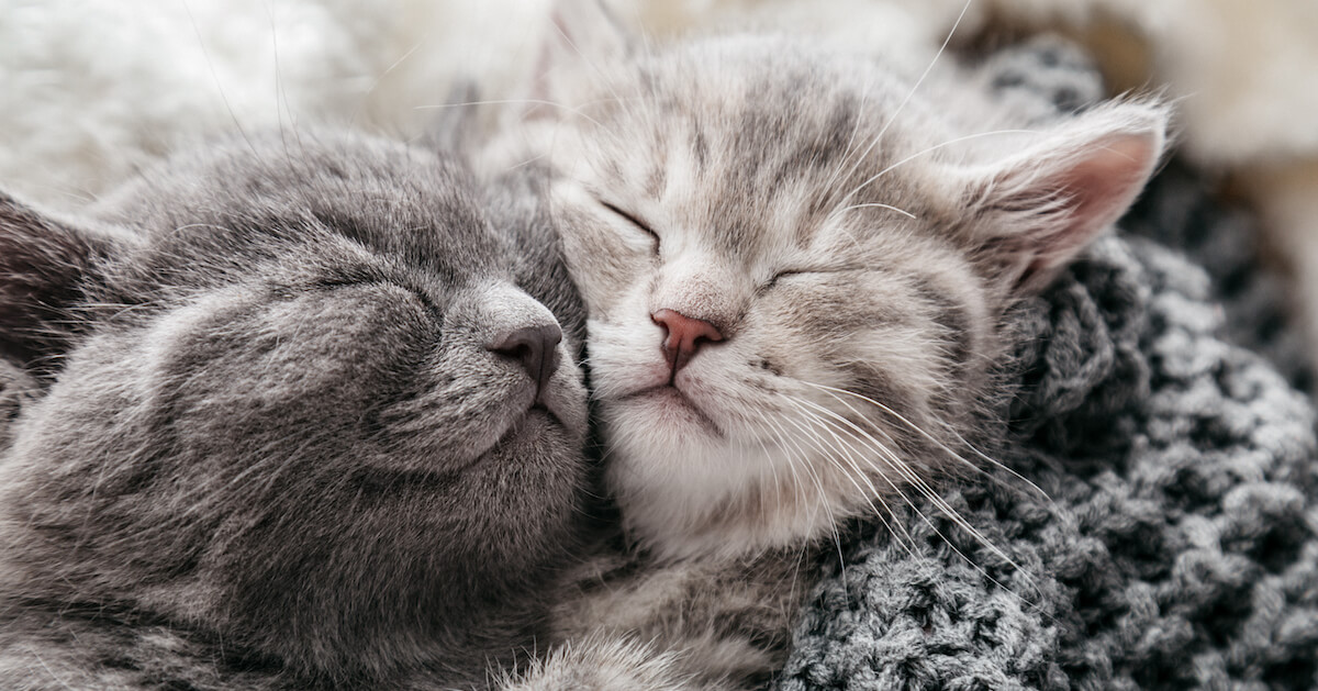 FELIWAY Friends aide à rétablir l'harmonie entre des chats d'un même foyer