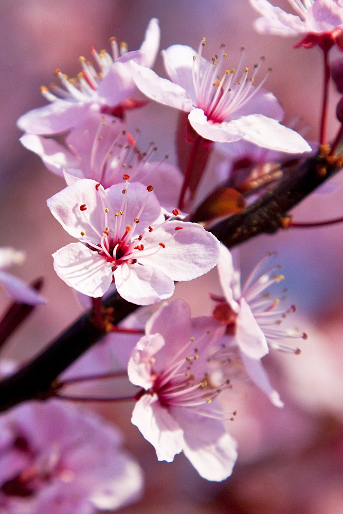 a-plum_tree_flowers-8608.jpg