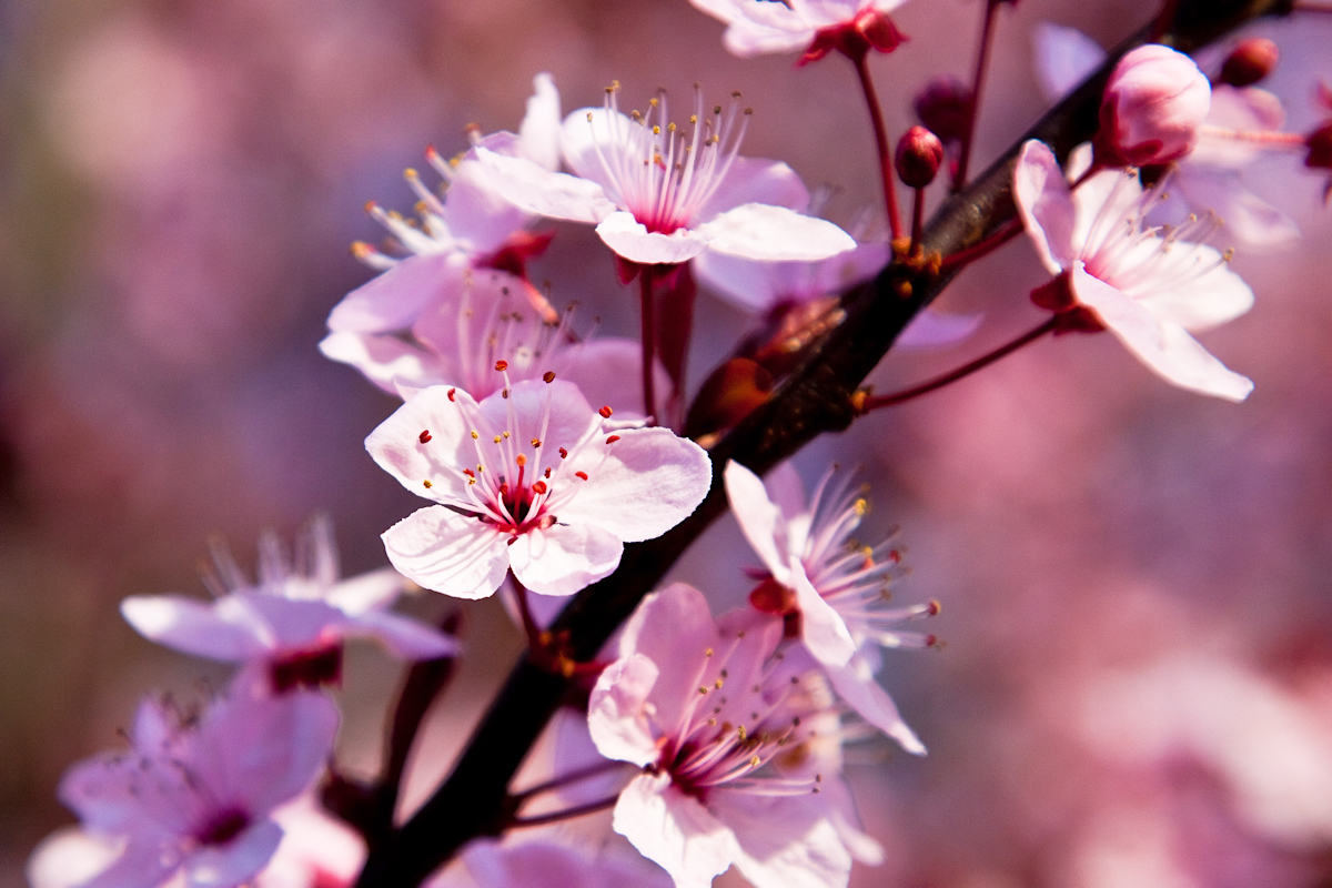 a-plum_tree_flowers-8611.jpg