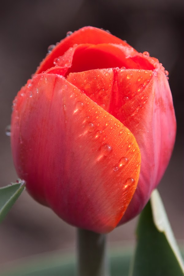 a-tulips-8810.jpg
