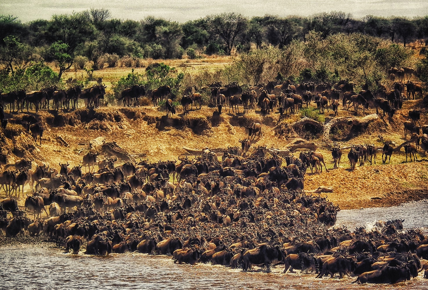 Wildebeest Migration in Serengeti unter den Top 10 Safari Parks in Afrika