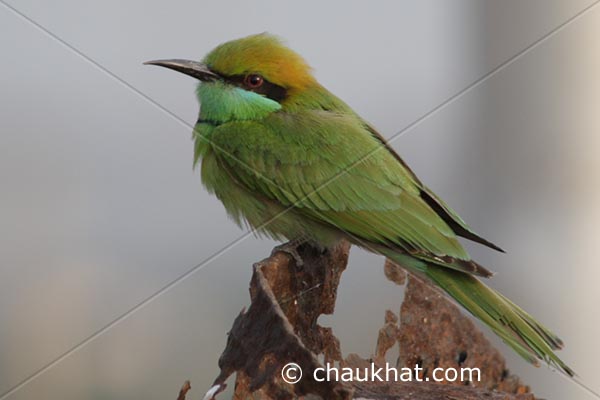 Green Bee-eater [Merops orientalis]