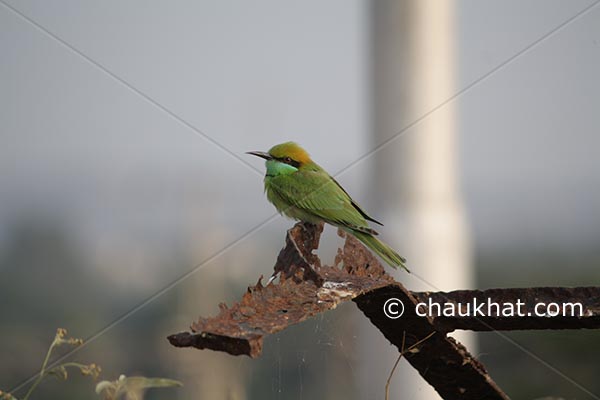 Green Bee-eater [Merops orientalis]