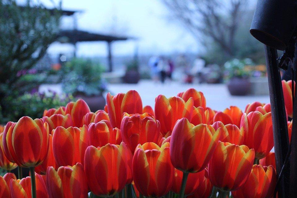 Dallas, Texas, Arboretum, Garden, Tulips, Plants