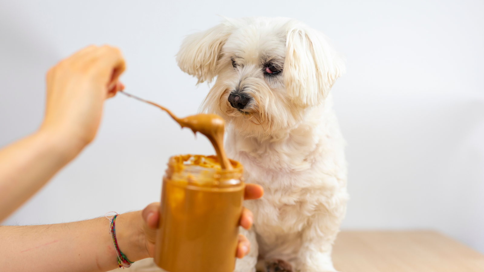 Dogs and almond butter go together like peanut butter and jelly!