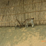 CIMG0824.JPG