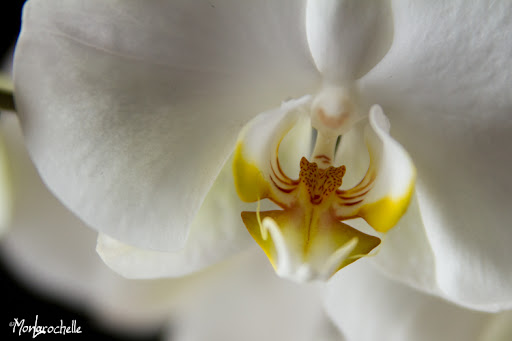 Phalaenopsis Blanc sans identification OrchPhalaenopsisBlancNID110214_0013RM