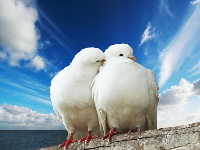 white_doves_couple.jpg