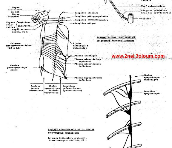 Schemas d'Anatomie humaine - Systeme nerveux - 3