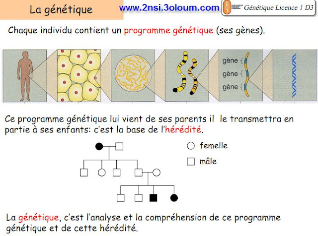 cours_de_genetique 1