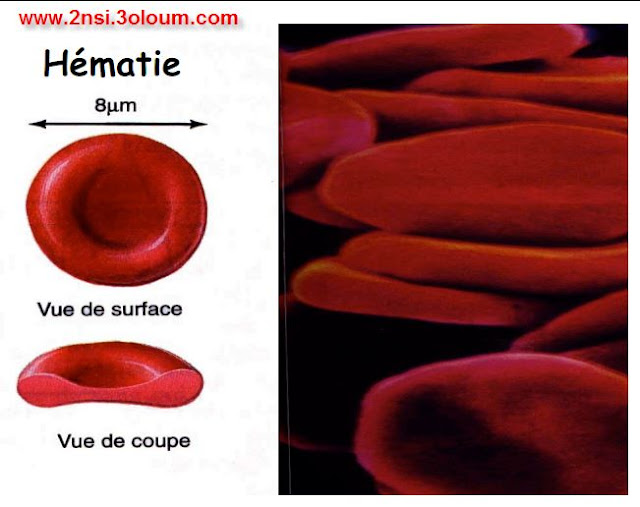 cellules sanguines et hématopoièse 3