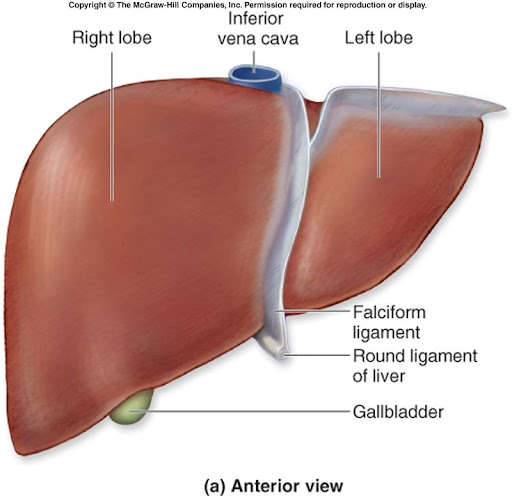  تشريح جسم الإنسان Liver_anatomy