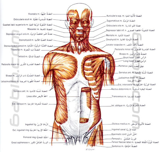  تشريح جسم الإنسان Muscles_of_head_neck_torso_anatomy