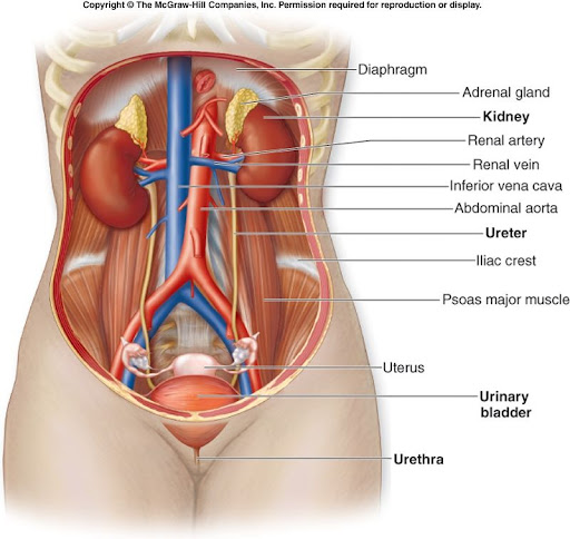  تشريح جسم الإنسان Urinary_system_2