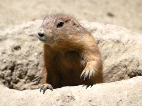 Prairie Dogs Get Loose from the Zoo