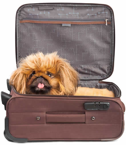 Going to Las Vegas? Now You Can Bring Your Dog!
