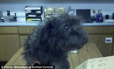 Parcel Puppy: Woman Tries to Ship Puppy via USPS Priority Mail