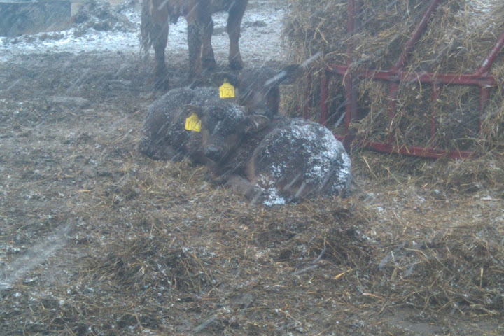 Bull Calves in Unexpected Snow