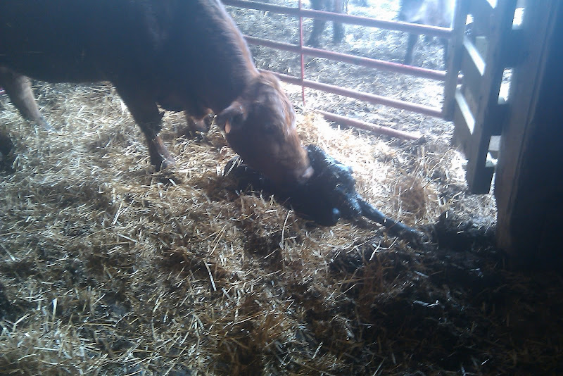 A new calf.  This is our cow Pam (The farmer we bought her off of named her after my wife) with her newborn bull calf pictured at 15 minutes after birth