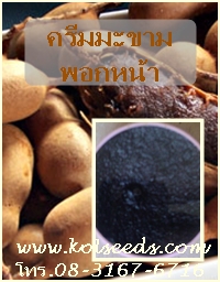 คลิกที่ภาพ 1 ครั้ง เพื่อชมภาพขยาย ครีมมะขามพอกหน้า ลดฝ้า หน้าขาว ลดจุดด่างดำ คลิก 2 ครั้งติดกัน (ดับเบิ้ลคลิก)เพื่อลดขนาดภาพลงเท่าเดิม ครีมมะขามพอกหน้า ลดฝ้า หน้าขาว ลดจุดด่างดำ