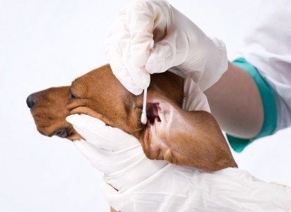 otitis2