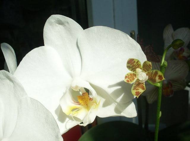 Phalaenopsis kunsteri или fuscata SDC18018