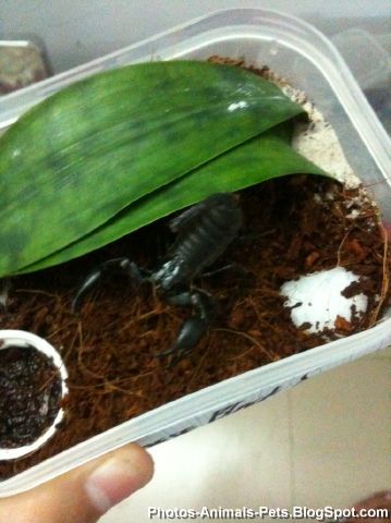 https://lh4.googleusercontent.com/_sPdCan9EQPw/TYtvU0uRueI/AAAAAAAAAOY/p0sUMMqpZAk/Pictures%20of%20exotic%20pets_0004.jpg