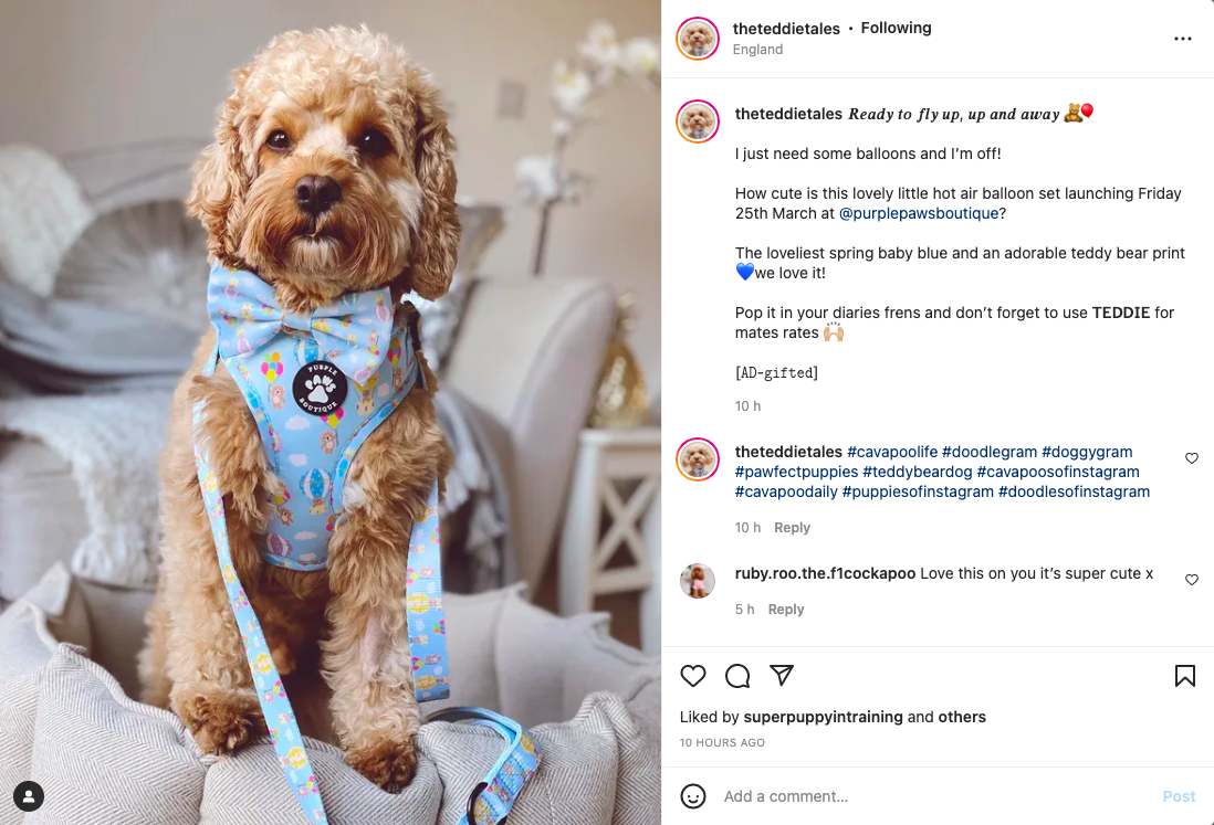 A champagne colored cockapoo sits on a grey dog bed wearing a bright blue patterned harness, bow and lead. The text on the right hand side indicates this is a gifted outfit.