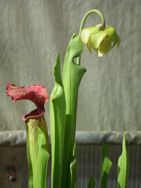 Sarracenia, vigueur du printemps DSCF2208