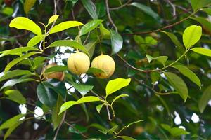 How to grow Nutmeg - Propagation, Planting and Harvesting : Herbs and  Spices Gardening , Growing Herbs and Spices