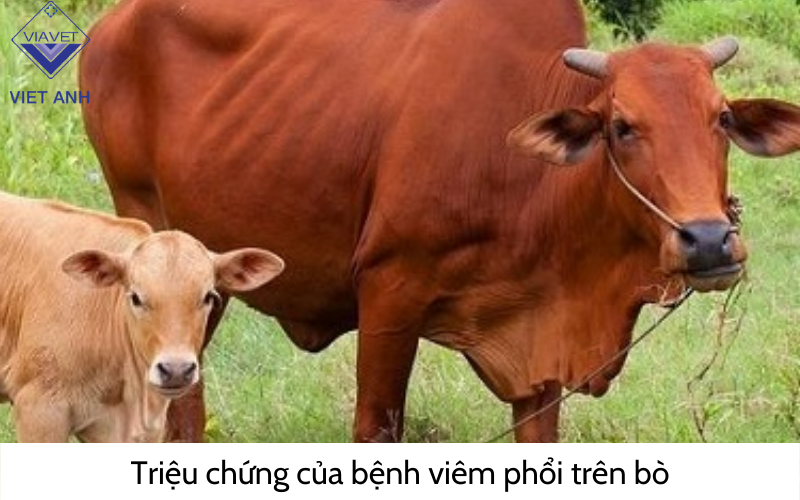 Triệu chứng của bệnh viêm phổi trên bò