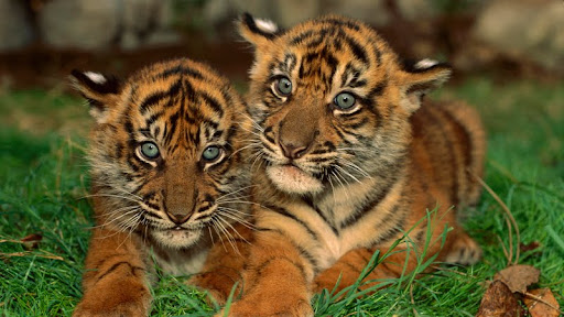 Sumatran Tiger Cubs.jpg