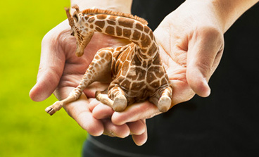 mini hand held giraffe cuteness