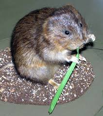 Image result for vole