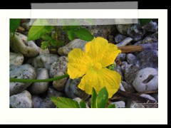yellow flower on the rocks near Oslob's seashore