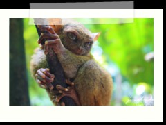 Tarsier can be found only in Bohol