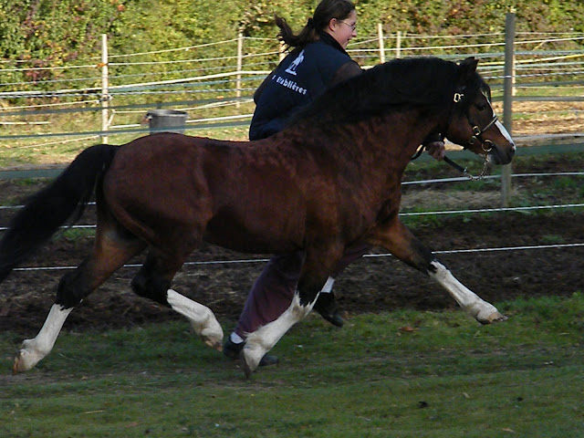 Étalons Welsh Mountain Pony ? 2009_1026barry0063