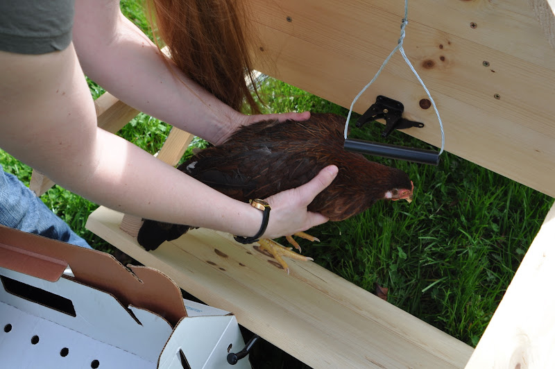  Our Chickens