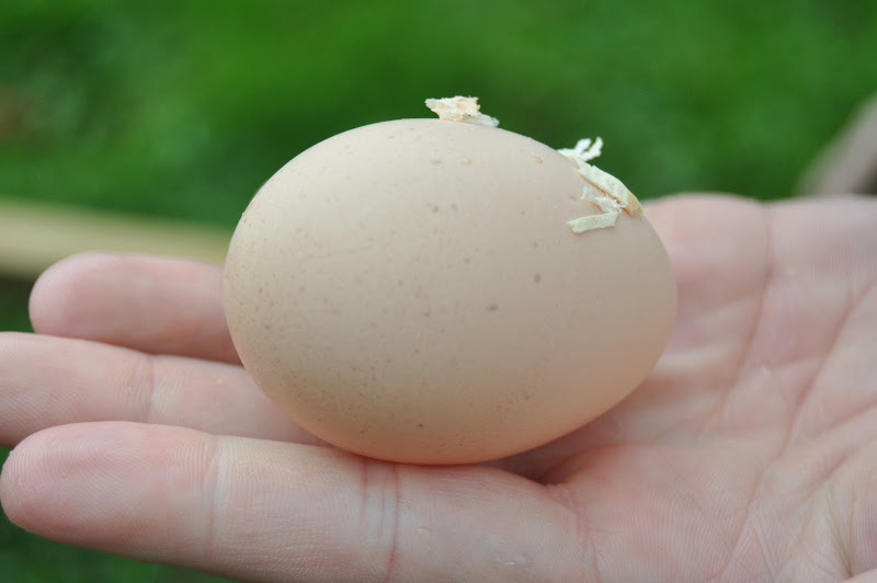  Our Chickens