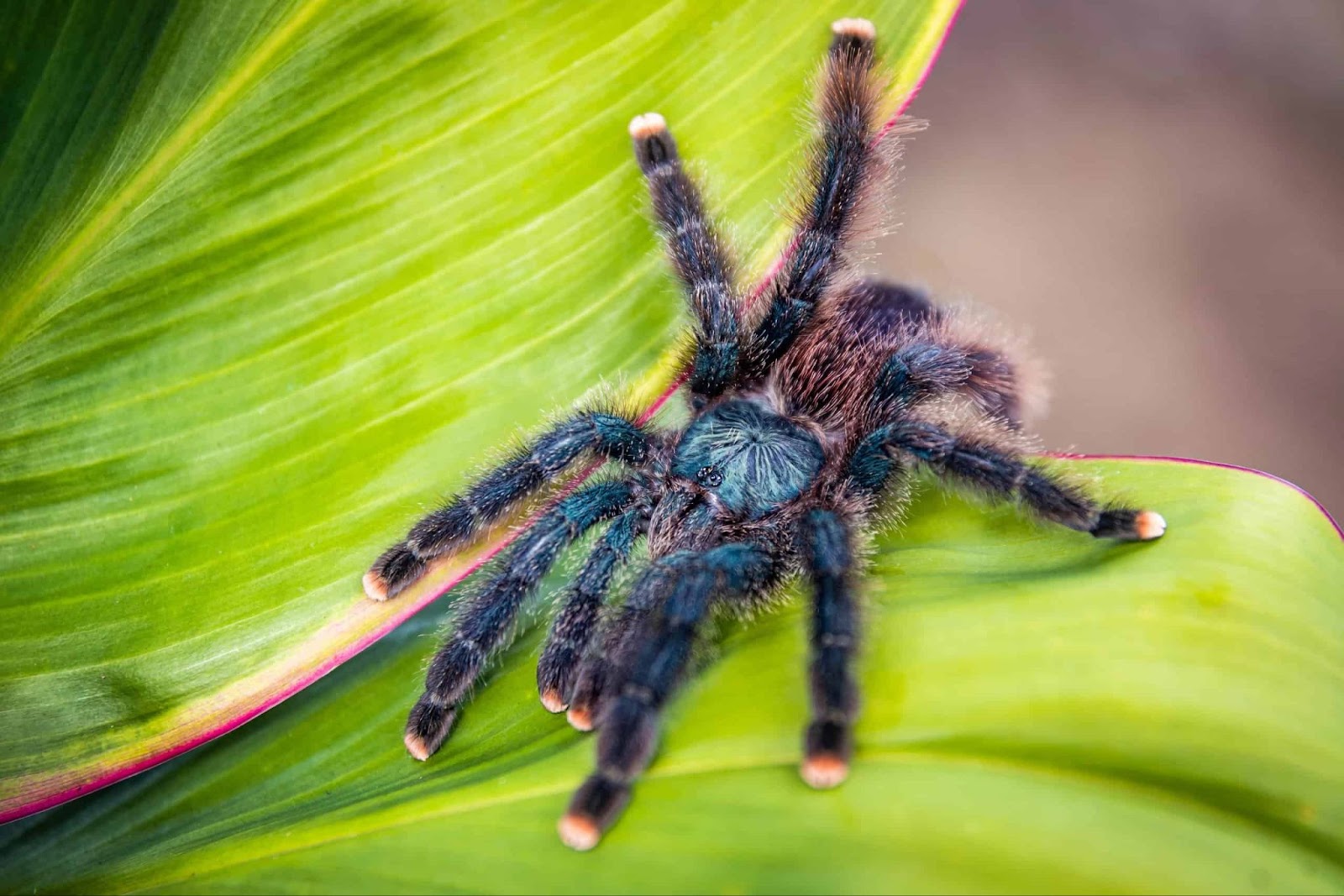 Tarantulas