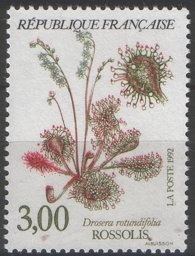drosera-rotundiflora.jpg