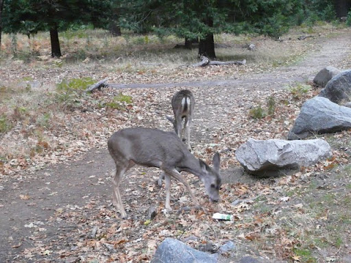 Explorando la Costa Oeste USA - Blogs de USA - Yosemite National Park (23)