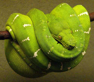 Emerald Boa