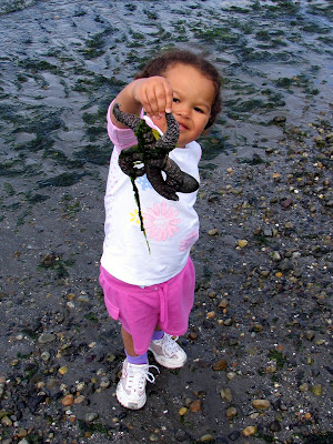 Finding a starfish, Seattle