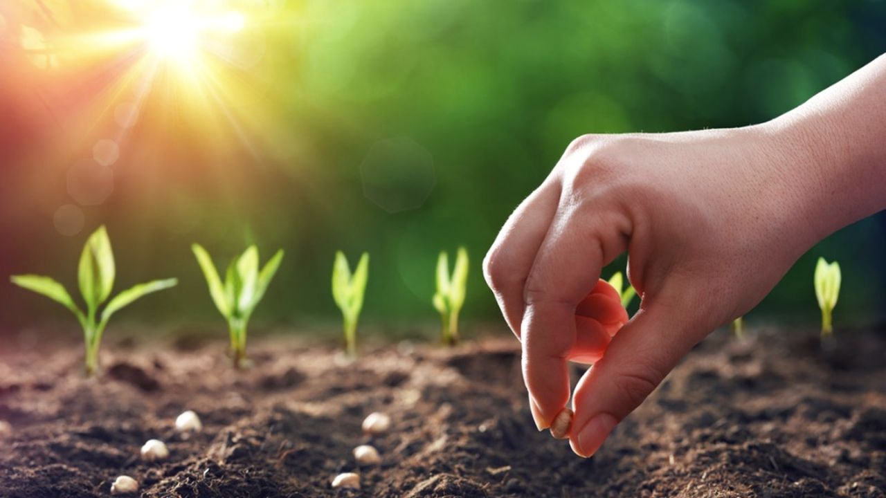 How To Plant Soybeans Without A Planter? A Step By Step Guide
