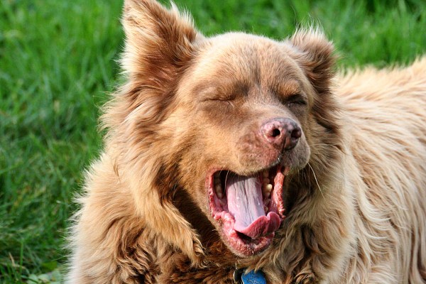 O significado do bocejo para os cães | Gatinho Branco