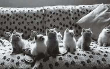 Many kitties watching Super Mouse flying