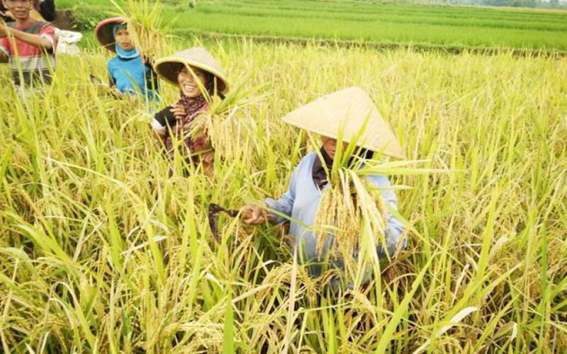 Padi di Banten (Photo: Kalurahan Sawahan)